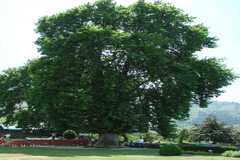 Platanus orientalis
